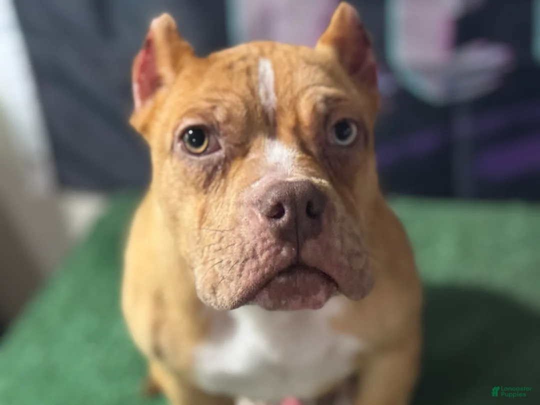 American Bully dogs for sale: Chocolate Fawn Merle “REHOME”  - Ad 1