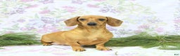 Miniature Dachshund dogs for sale: Twister - Ad 7