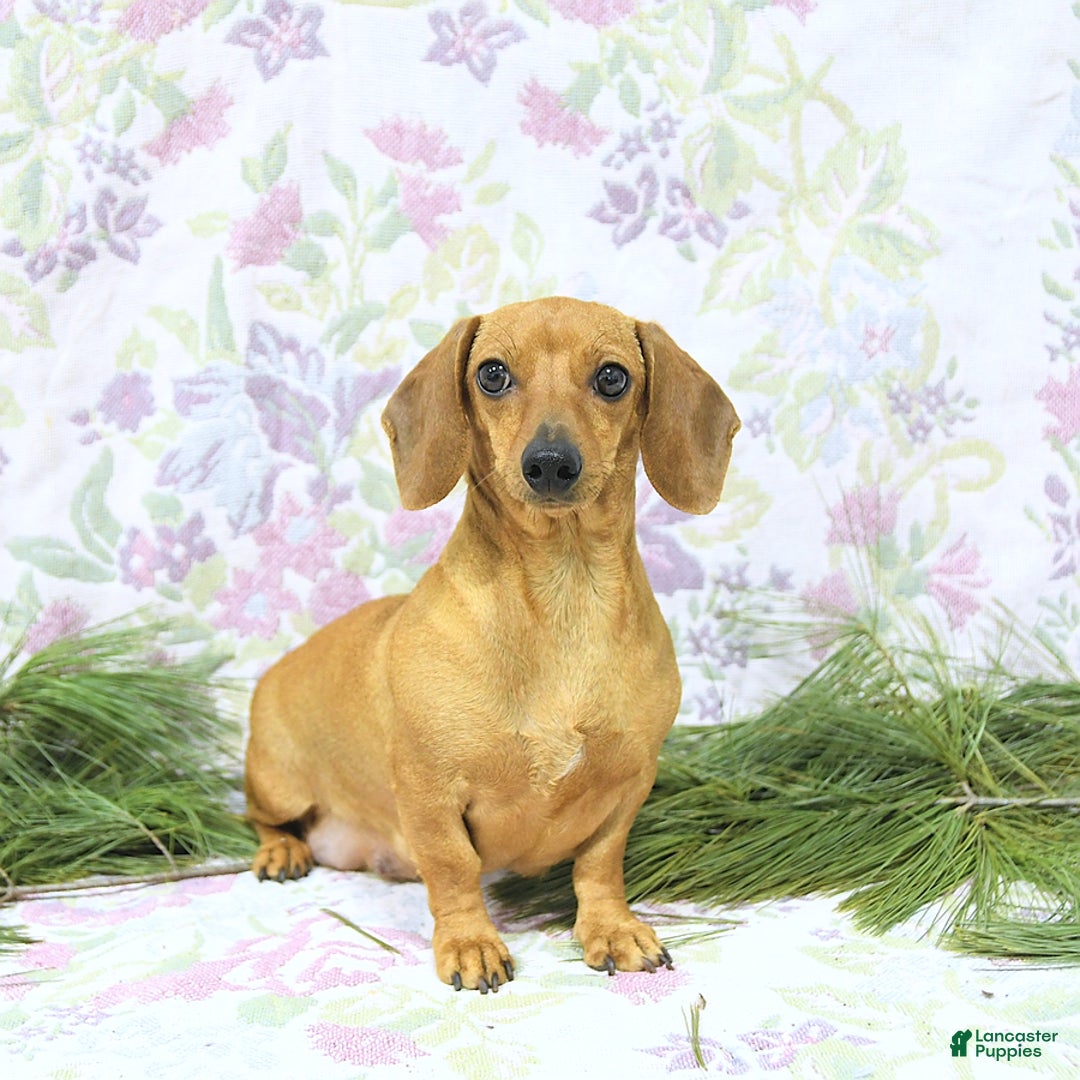 Miniature Dachshund dogs for sale: Twister - Ad 7