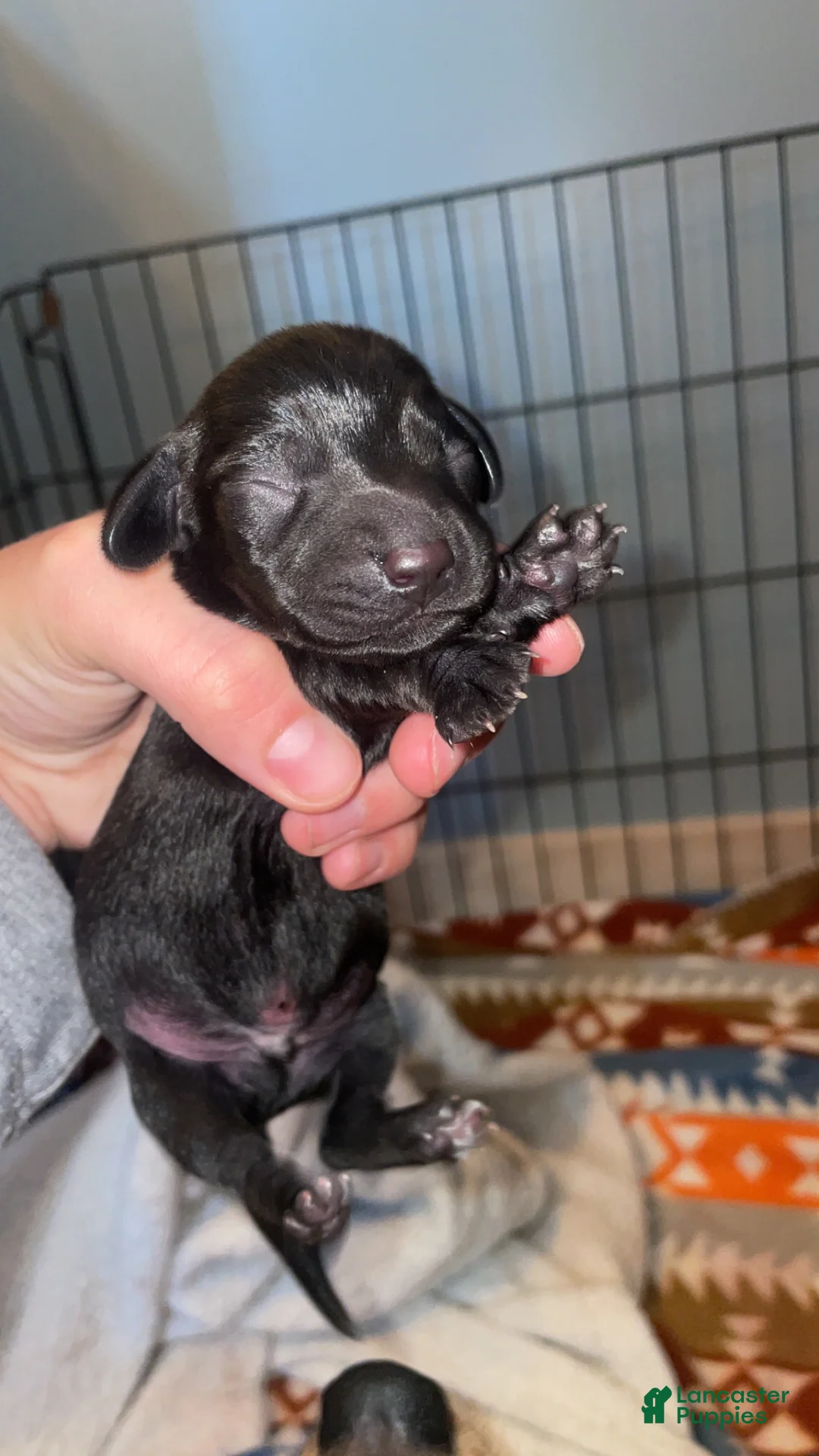 Miniature Dachshund dogs for sale: Miniature Dachshund Puppy 1 - Ad 1