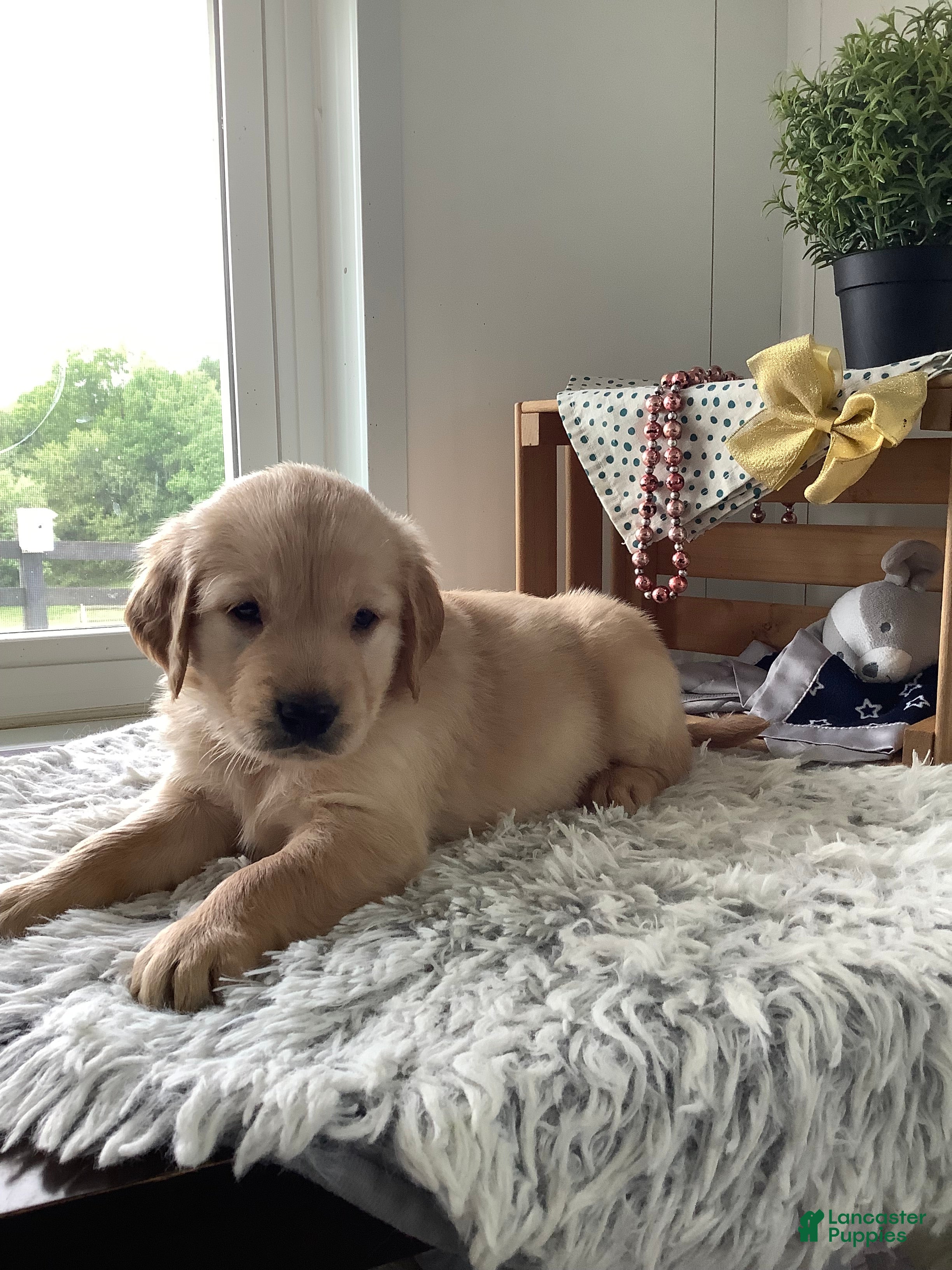 Golden Retriever dogs for sale: Golden Retriever Rover - Ad 3