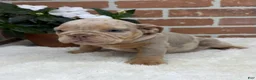 English Bulldog dogs for sale: Sophie - Ad 7