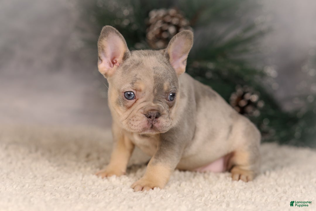 French Bulldog dogs for sale: Bingo - Ad 5
