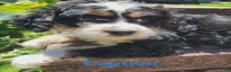 Mini Bernedoodle dogs for sale: Captain - Ad 1