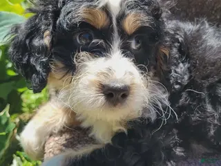 Mini Bernedoodle dogs for sale: Captain - Ad 3