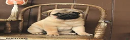 Pug dogs for sale: Stella - Ad 5