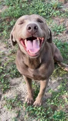 Kota