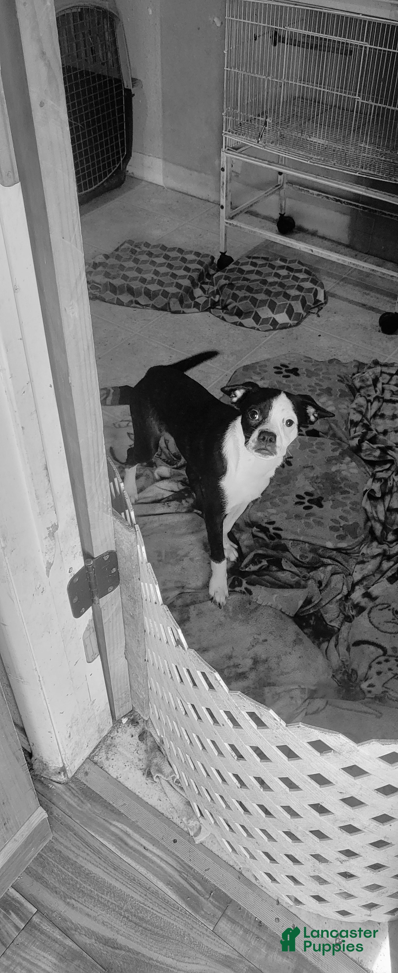 Mixed Breed dogs for sale: Mixed Breed 1 - Ad 1