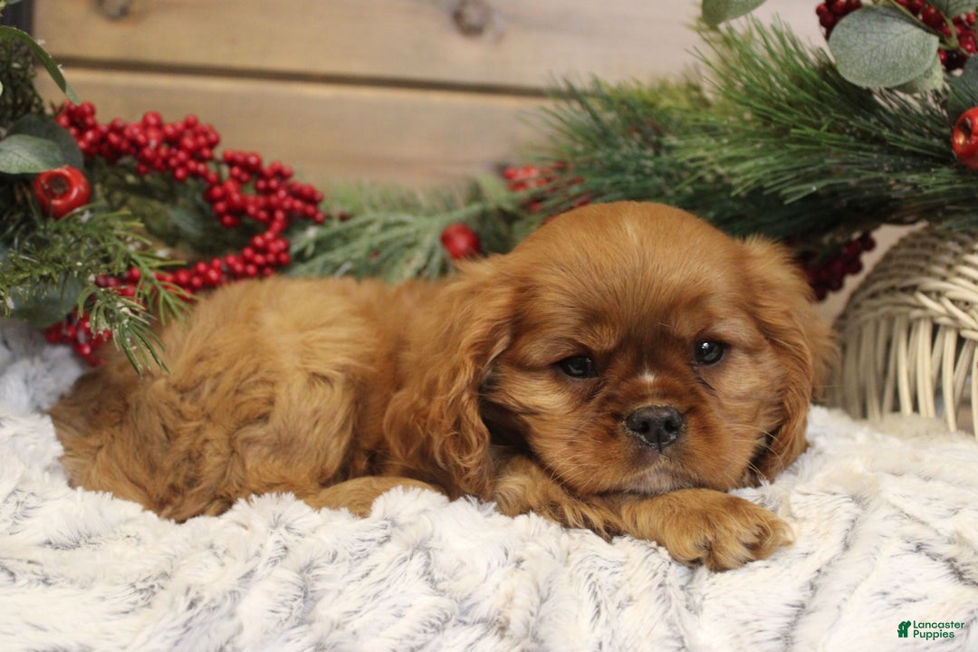 Cavalier King Charles Spaniel dogs for sale: Preston - Ad 3