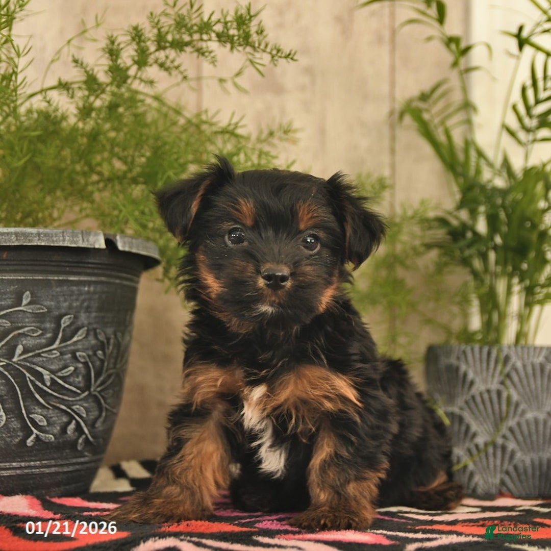 Yorkshire Terrier dogs for sale: Rocket  - Ad 5