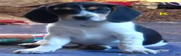 Beagle dogs for sale: Kylie - Ad 4