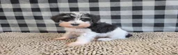 Miniature Schnauzer dogs for sale: Sidney - Ad 5