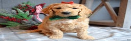 Goldendoodle dogs for sale: Piper - Ad 6