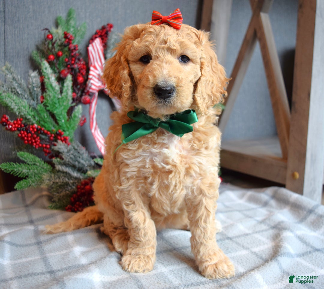 Goldendoodle dogs for sale: Piper - Ad 6