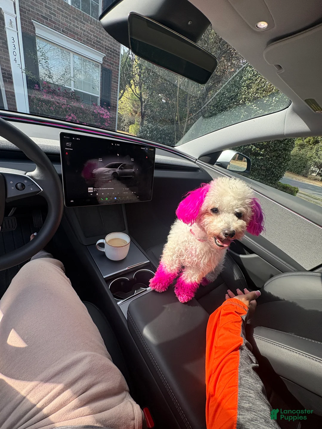 Maltipoo dogs for sale: Maltipoo Puppy 1 - Ad 2