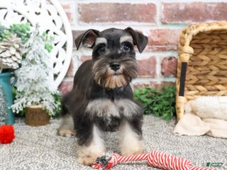 Miniature Schnauzer dogs Pepe - Ad 42