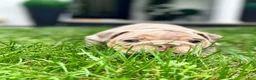 English Bulldog dogs for sale: ENID - Ad 8