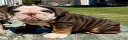 English Bulldog dogs for sale: Rubble - Ad 20