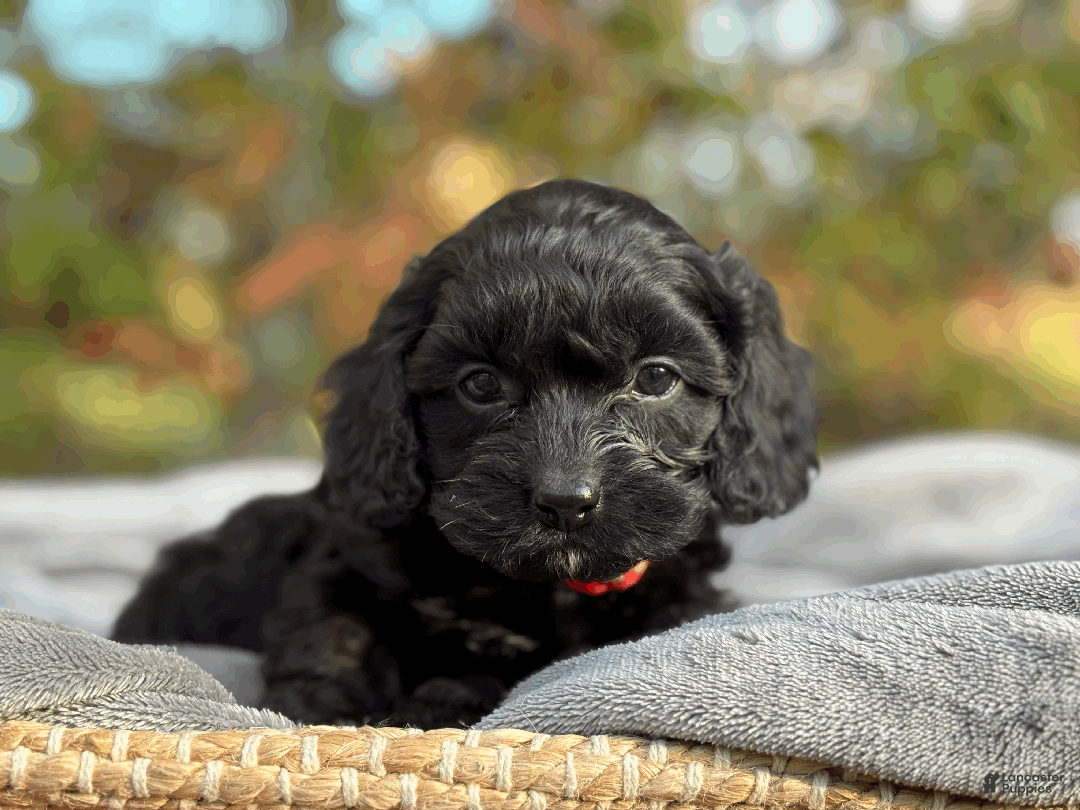 Cockapoo dogs for sale: Amber - Ad 7