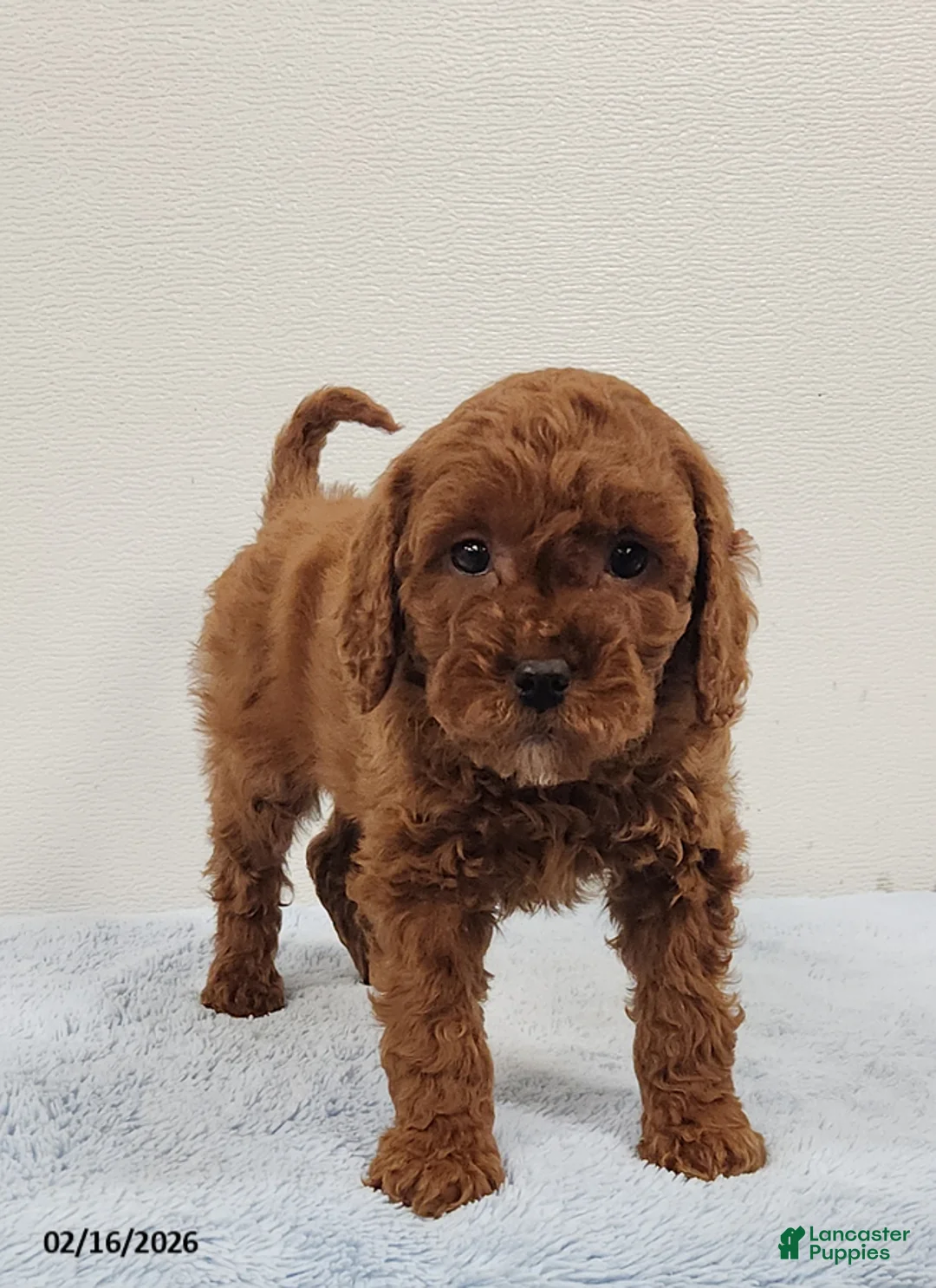 Mini Goldendoodle dogs for sale: Rambo - Ad 13
