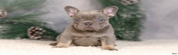 French Bulldog dogs for sale: Bluey - Ad 2