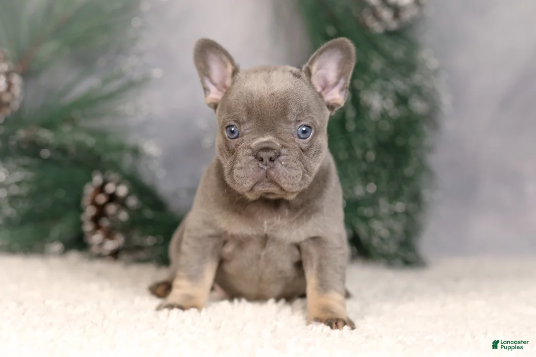 French Bulldog dogs for sale: Bluey - Ad 2
