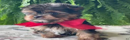Yorkshire Terrier dogs for sale: Fido - Ad 4