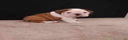 English Bulldog dogs for sale: Bruno - Ad 13