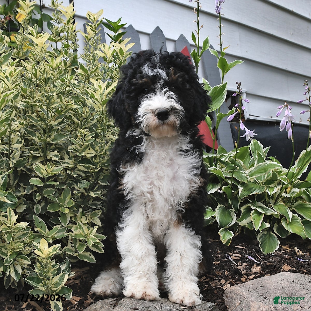 Mini Bernedoodle dogs for sale: Moonshine - Ad 1