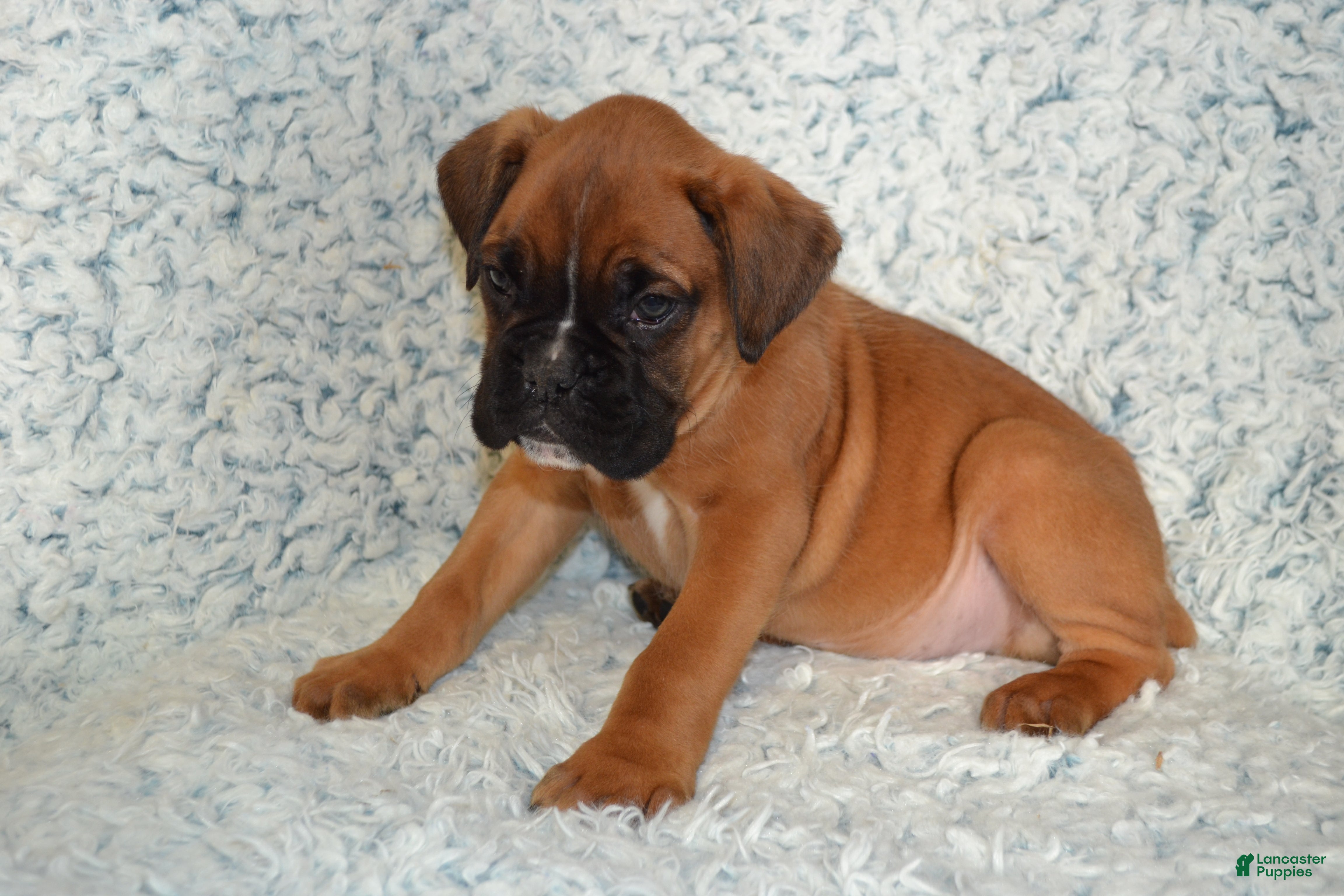 Boxer dogs Reese - Ad 2