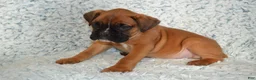 Boxer dogs for sale: Reese - Ad 2