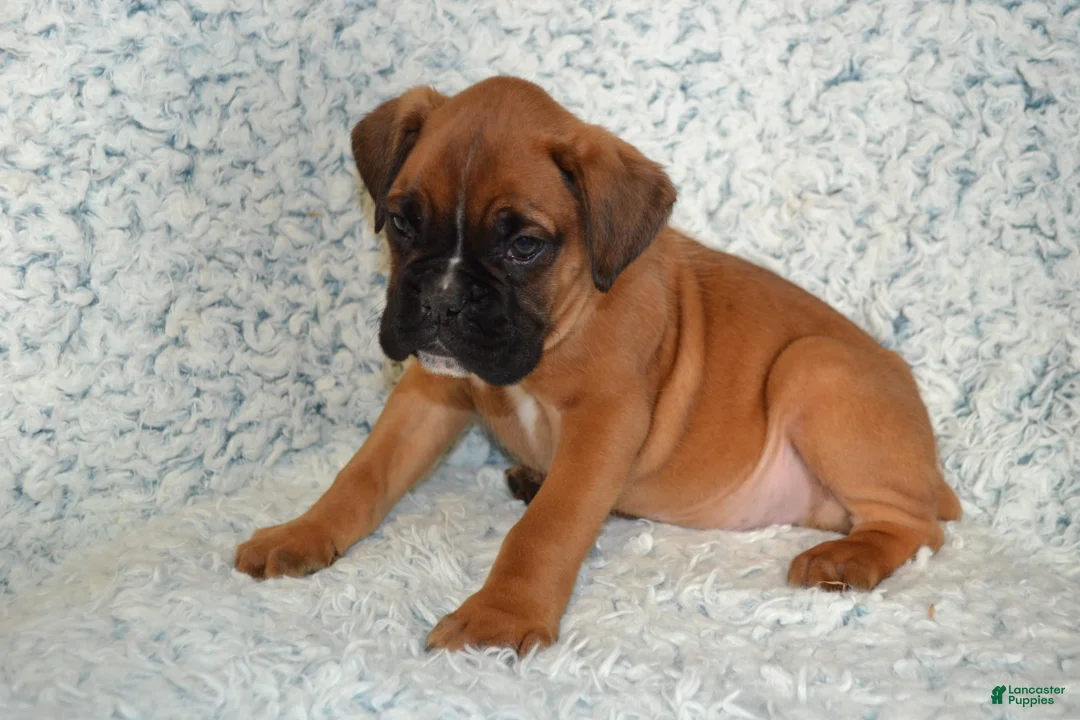 Boxer dogs for sale: Reese - Ad 2