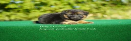German Shepherd dogs for sale: German Shepherd pink collar - Ad 5