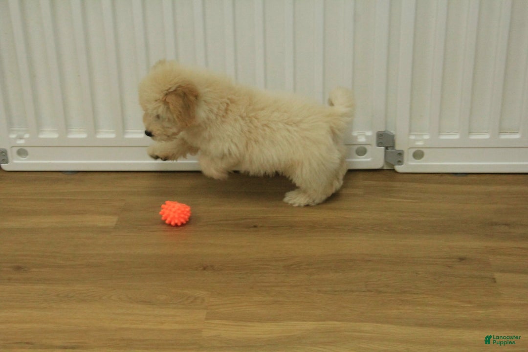 Bichpoo dogs for sale: River - Ad 10