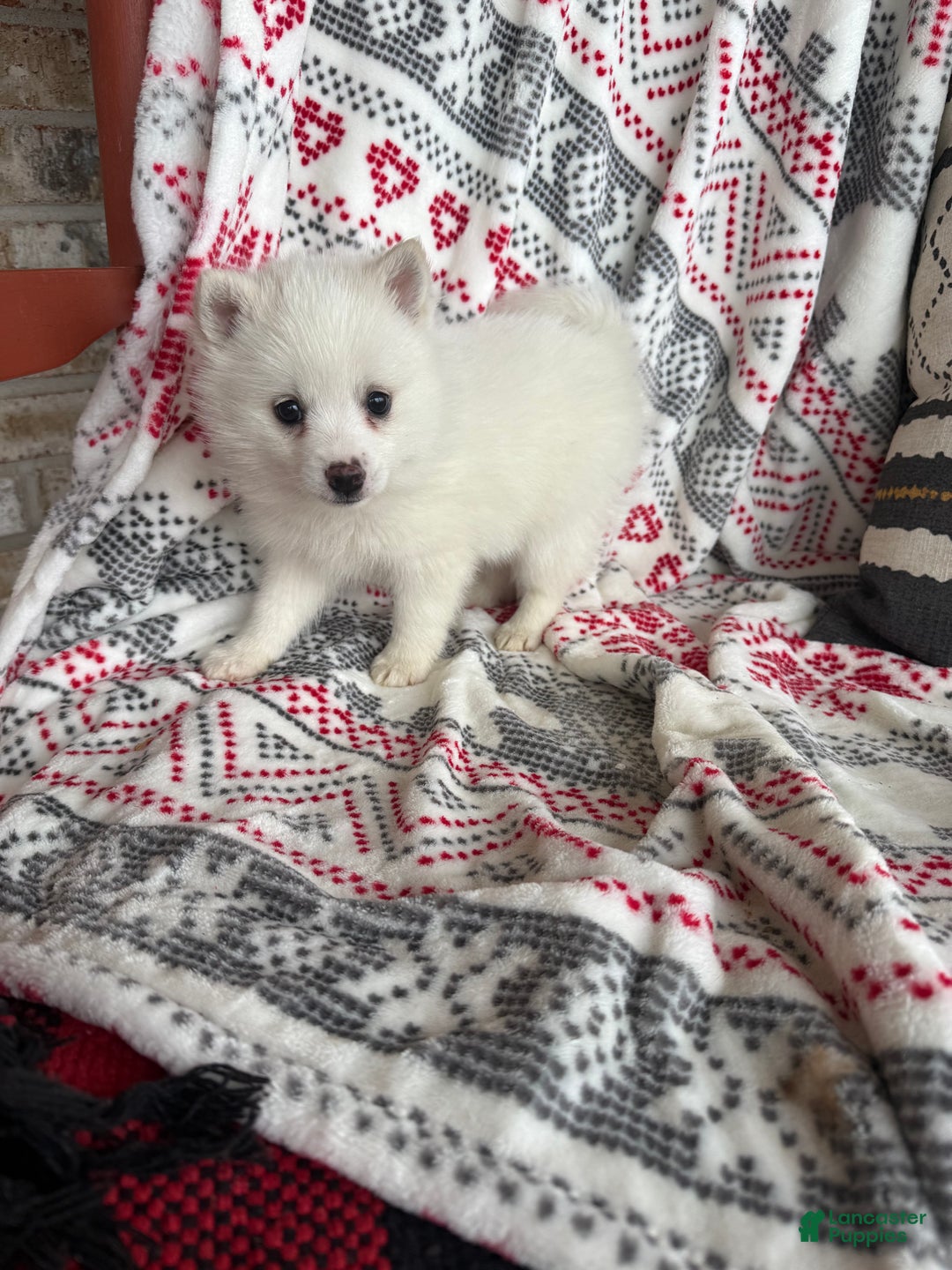 Pomsky dogs for sale: Lady - Ad 2