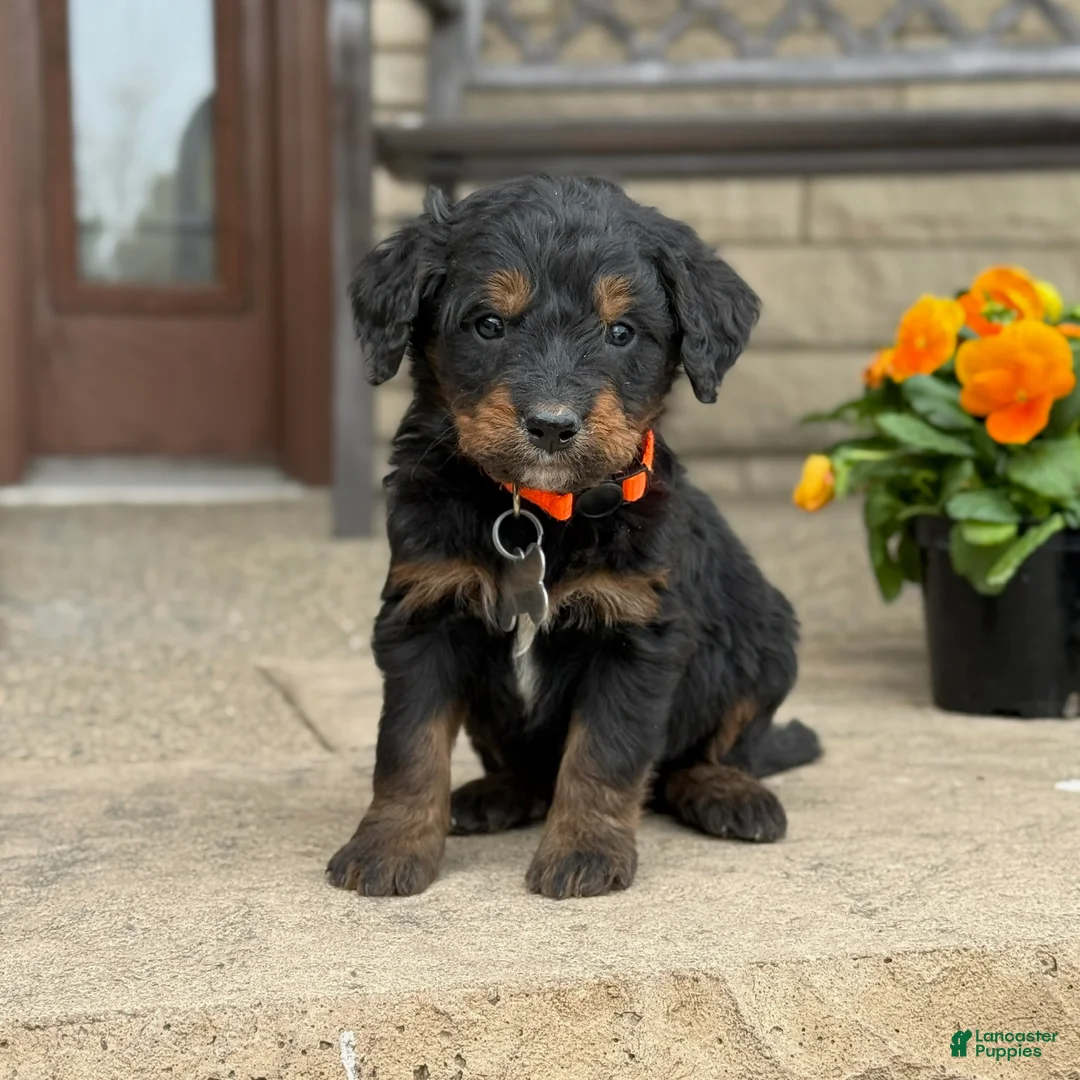 Bernedoodle dogs for sale: Bernedoodle Puppy Juno - Ad 1