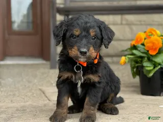 Bernedoodle dogs for sale: Bernedoodle Puppy Juno - Ad 2