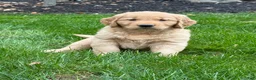 Golden Retriever dogs for sale: Neo - Ad 2