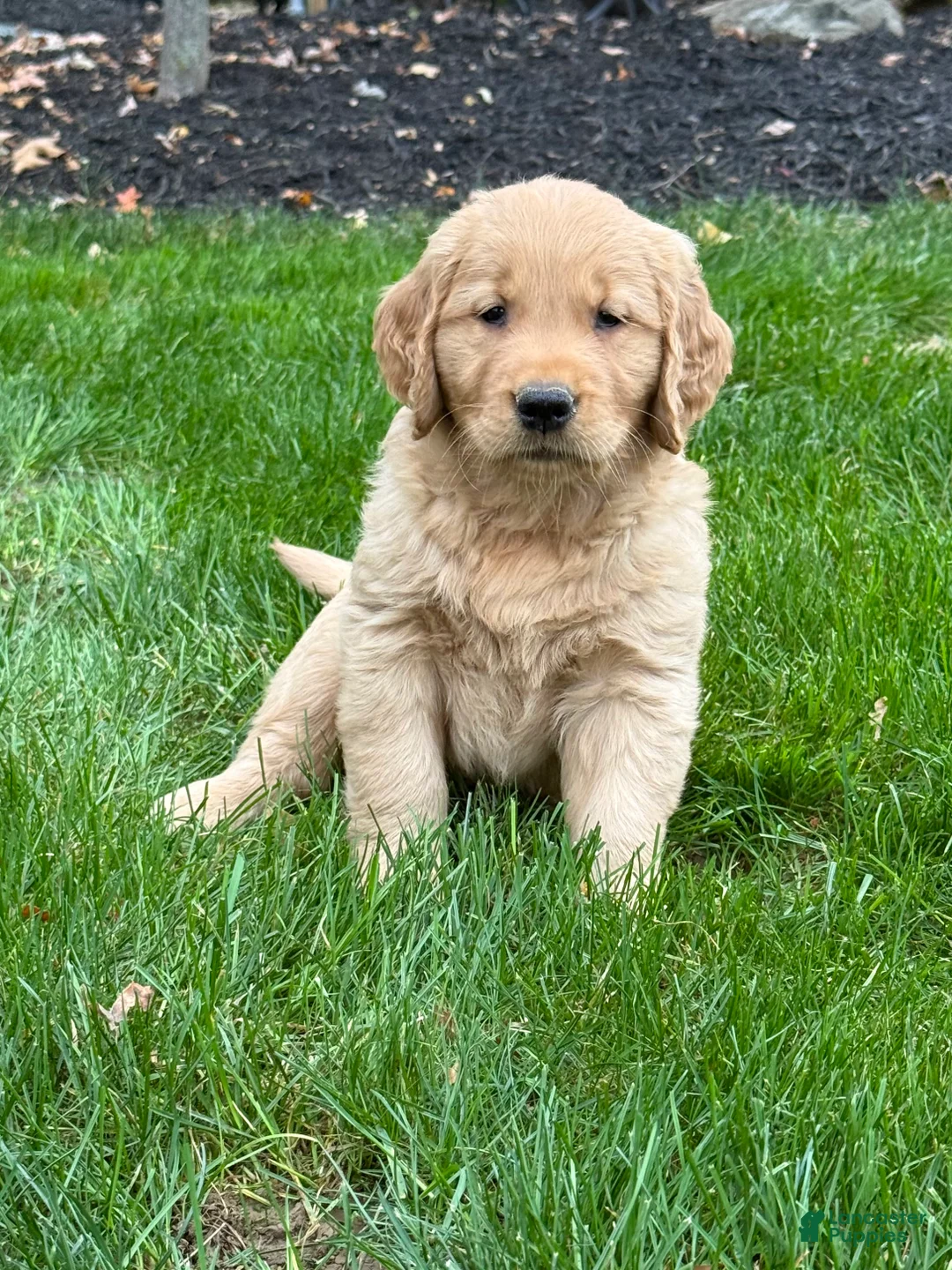 Golden Retriever dogs for sale: Neo - Ad 2