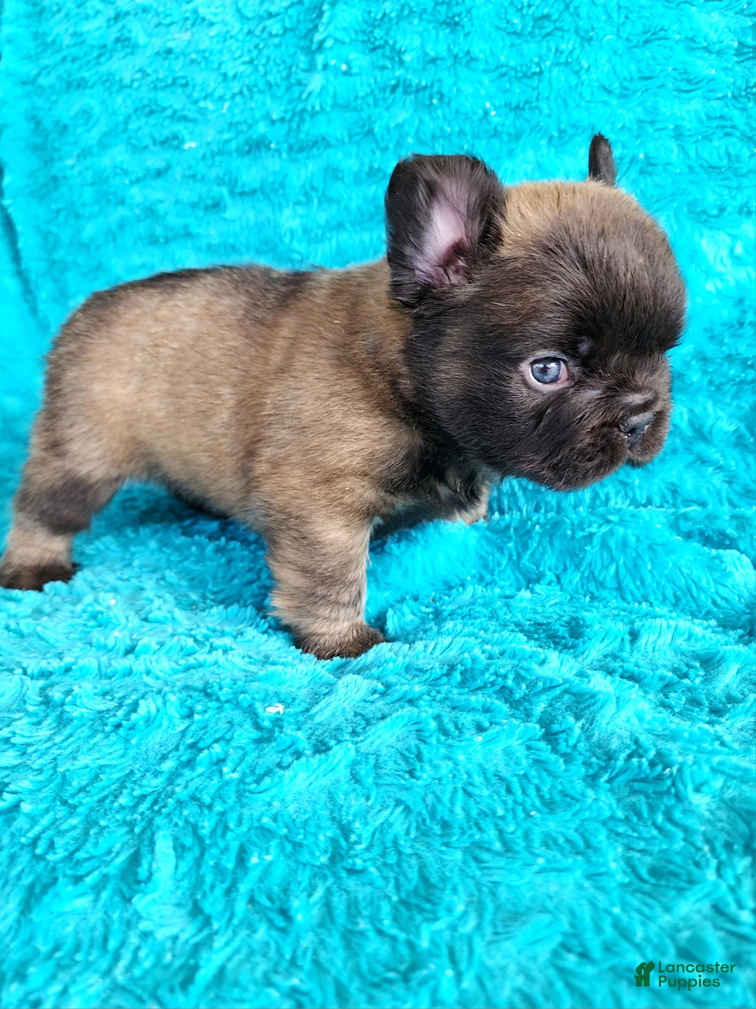 French Bulldog dogs for sale: Chocolate Bear - Ad 1