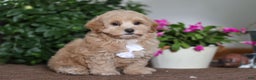 Maltipoo dogs for sale: Kenny - Ad 5