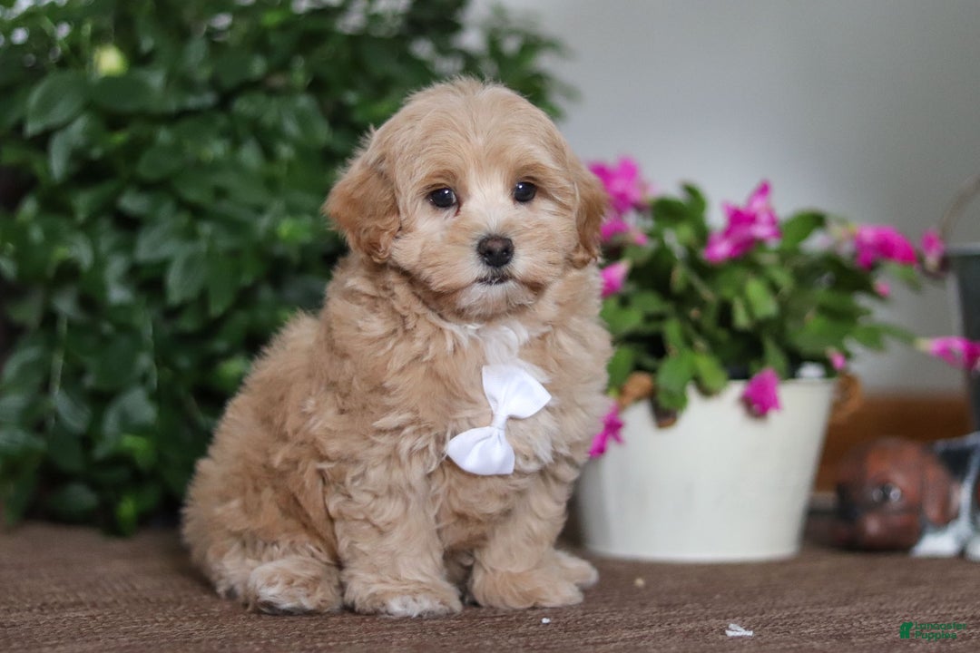 Maltipoo dogs for sale: Kenny - Ad 5