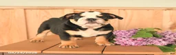 English Bulldog dogs for sale: Daisy - Ad 2