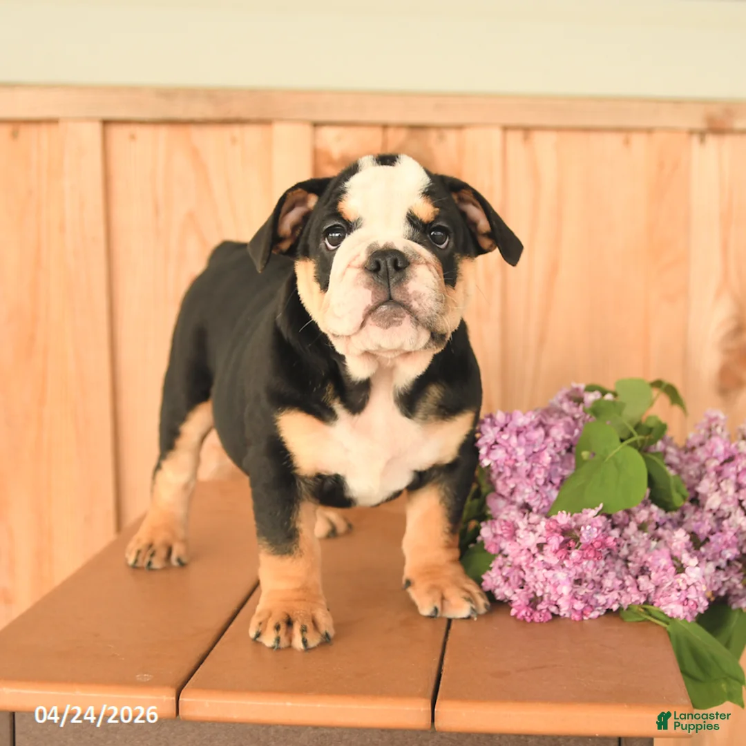 English Bulldog dogs for sale: Daisy - Ad 2
