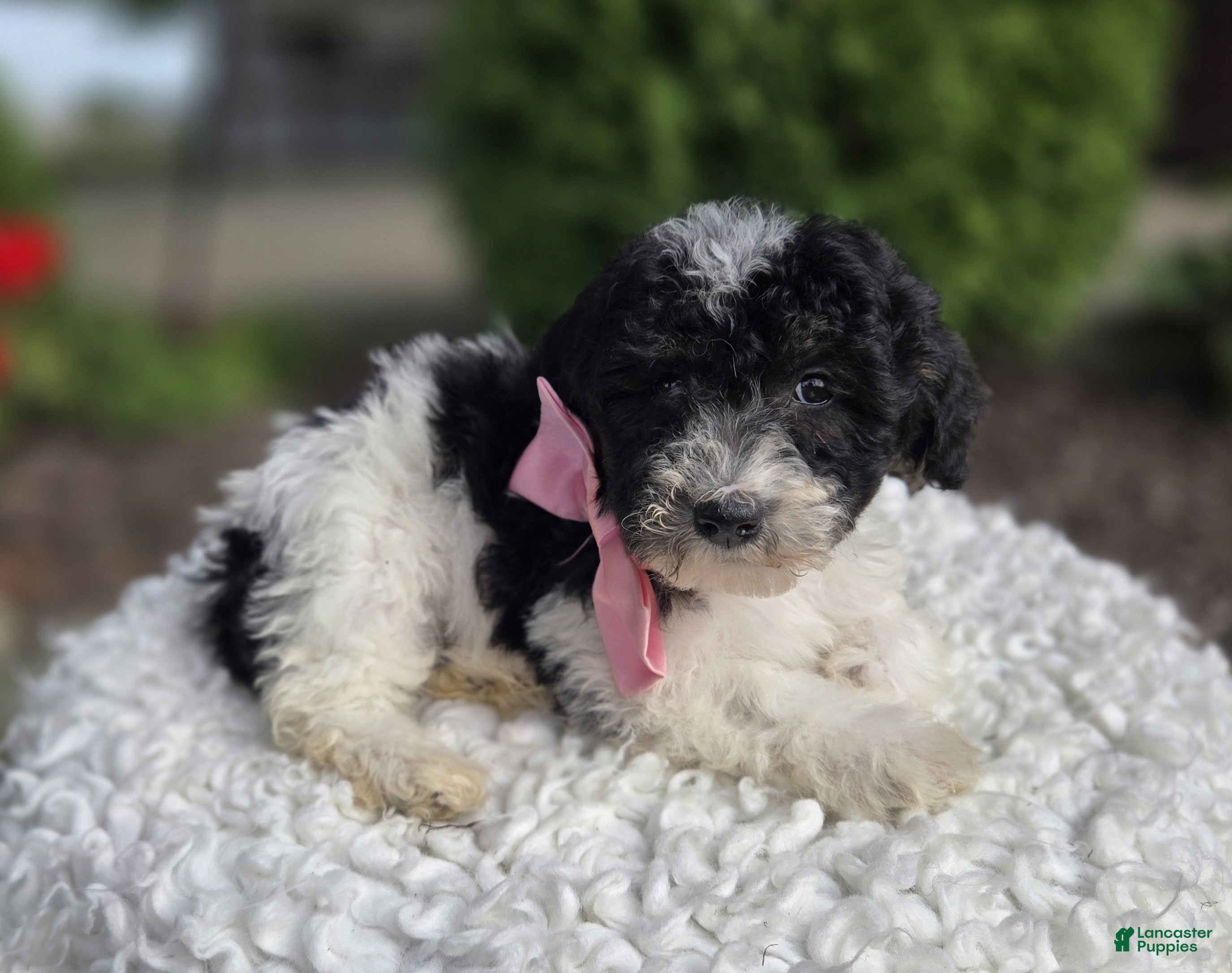Mini Sheepadoodle dogs Jolly - Ad 2