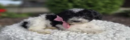 Mini Sheepadoodle dogs for sale: Jolly - Ad 2