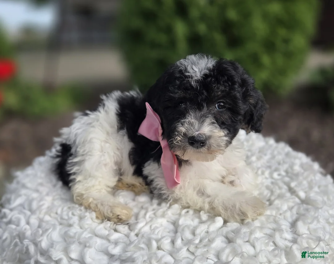 Mini Sheepadoodle dogs for sale: Jolly - Ad 2