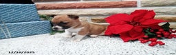 Jack Russell Terrier dogs for sale: Noel - Ad 3
