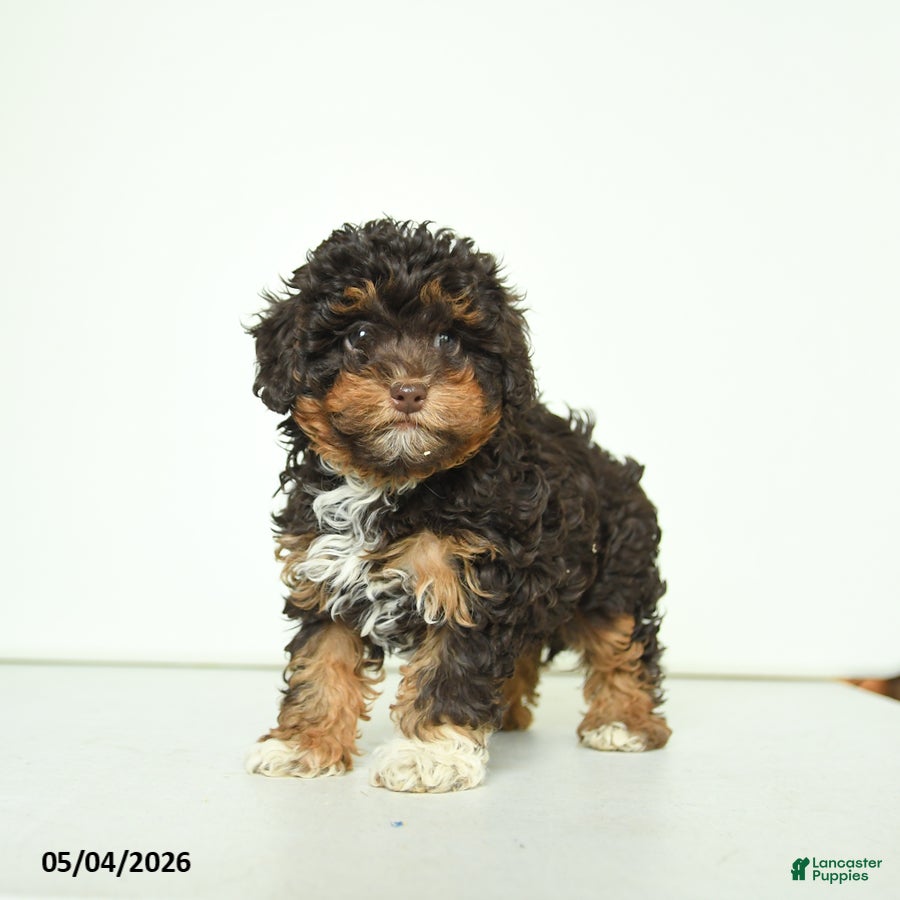 Havapoo dogs Hellen - Ad 2