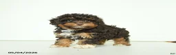 Havapoo dogs for sale: Hellen - Ad 2